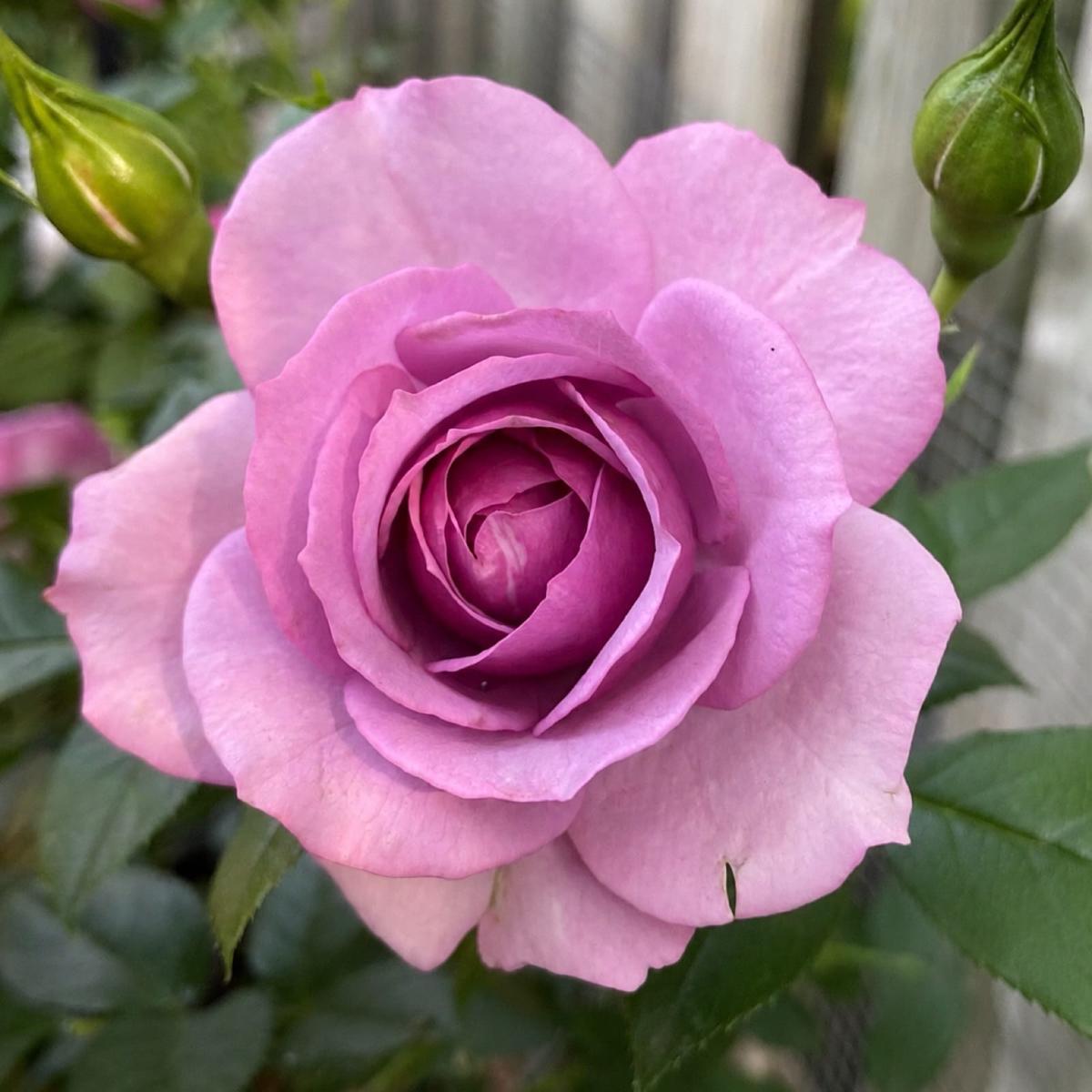 Lavender Veranda rose plant from Rosestyle