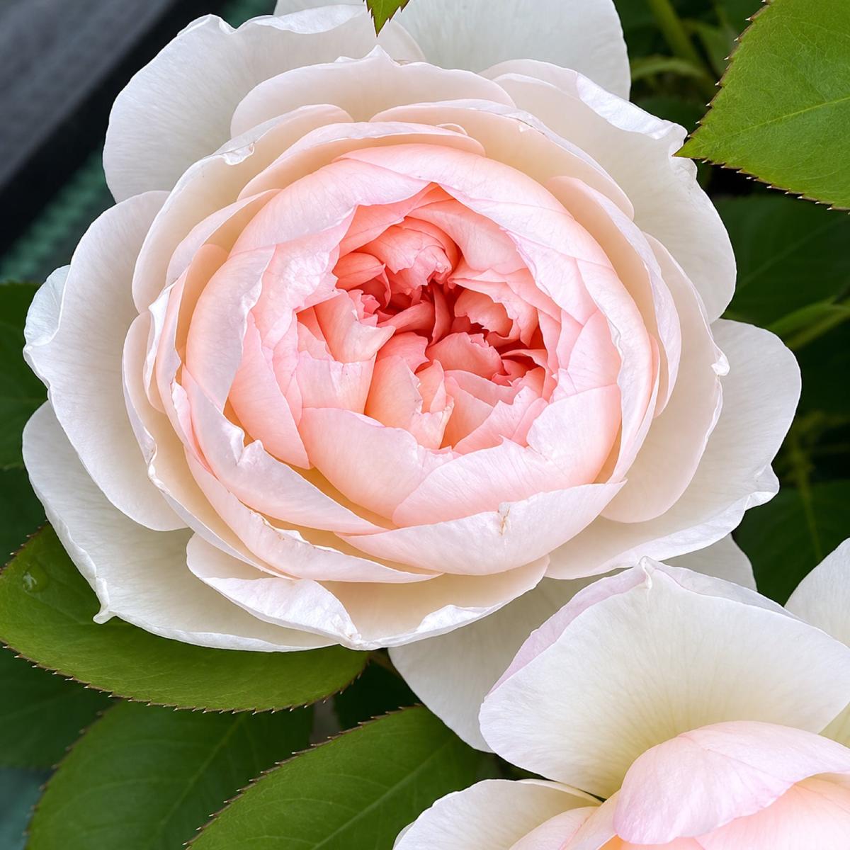 里奇菲尔德天使 Rosestyle 鲜活玫瑰植株