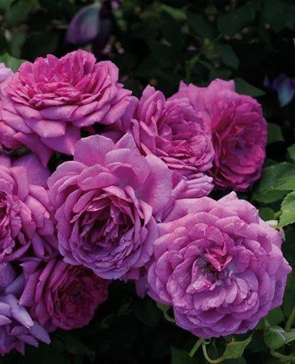 Life's Little Pleasures rose plant from Rosestyle