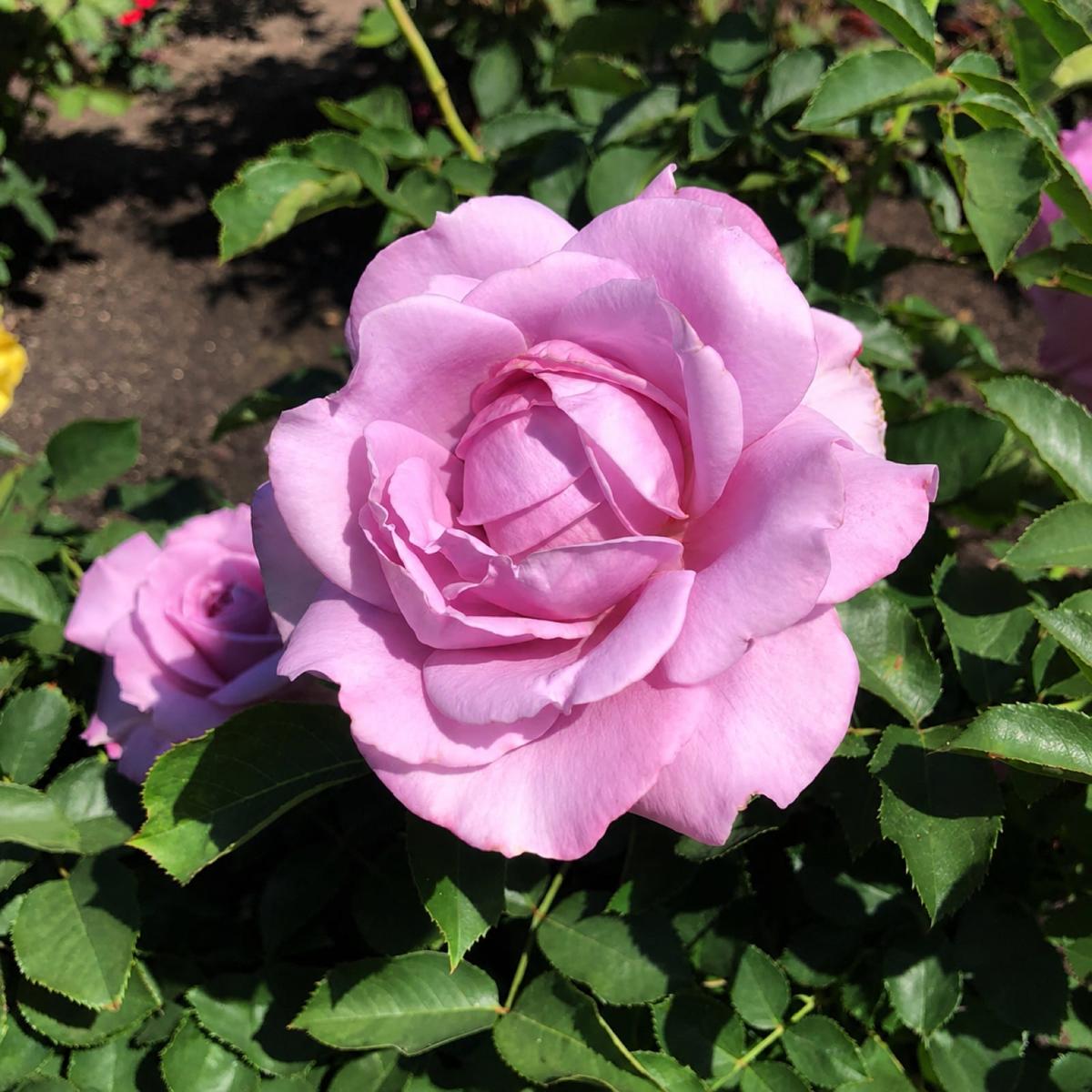 Love Song rose plant from Rosestyle