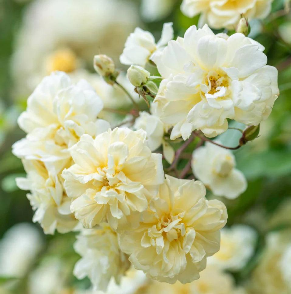 马文山 Rosestyle 鲜活玫瑰植株