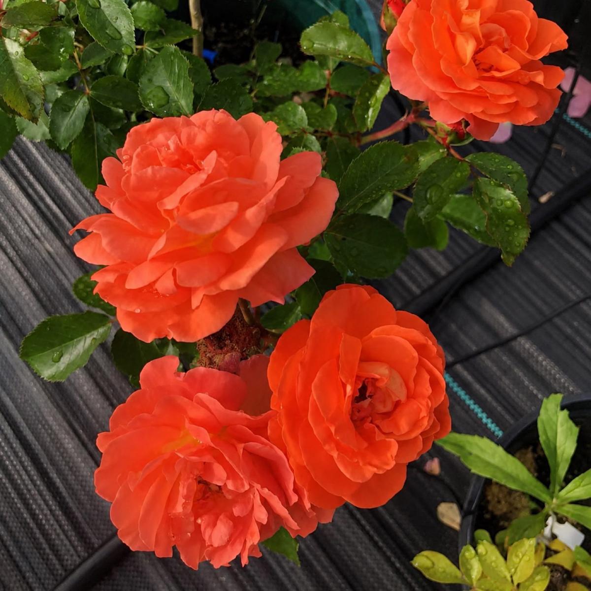 芒果门廊 Rosestyle 鲜活玫瑰植株