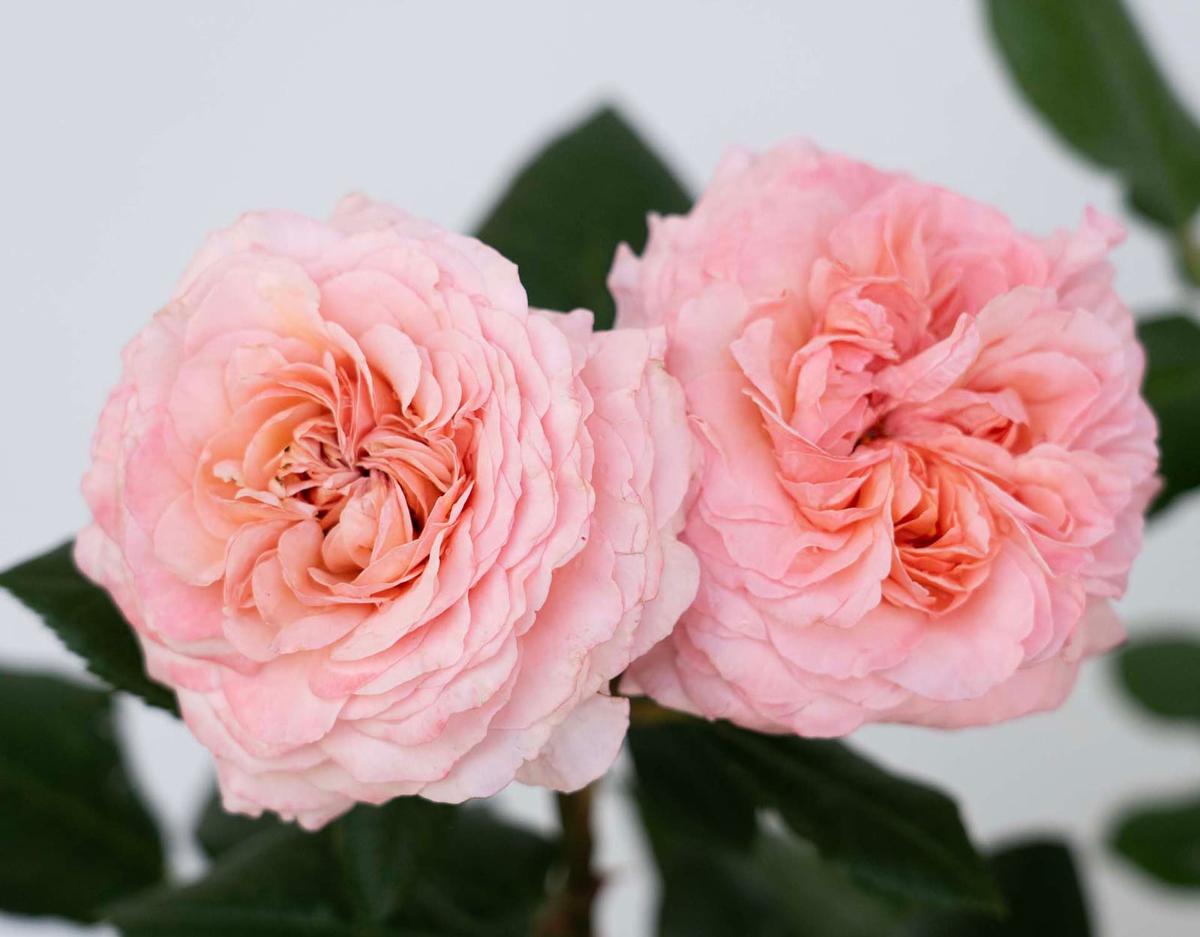 Martha Stewart rose plant from Rosestyle