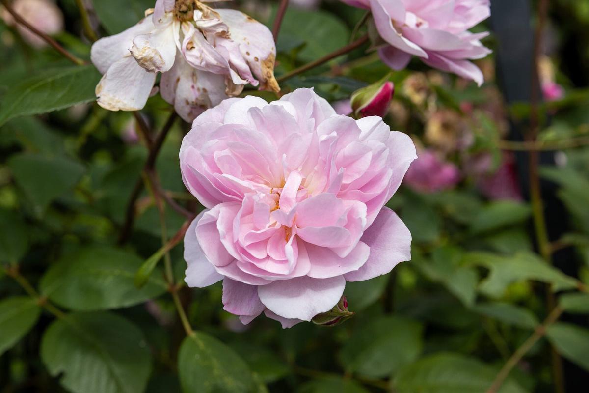 Mary Delany rose plant from Rosestyle