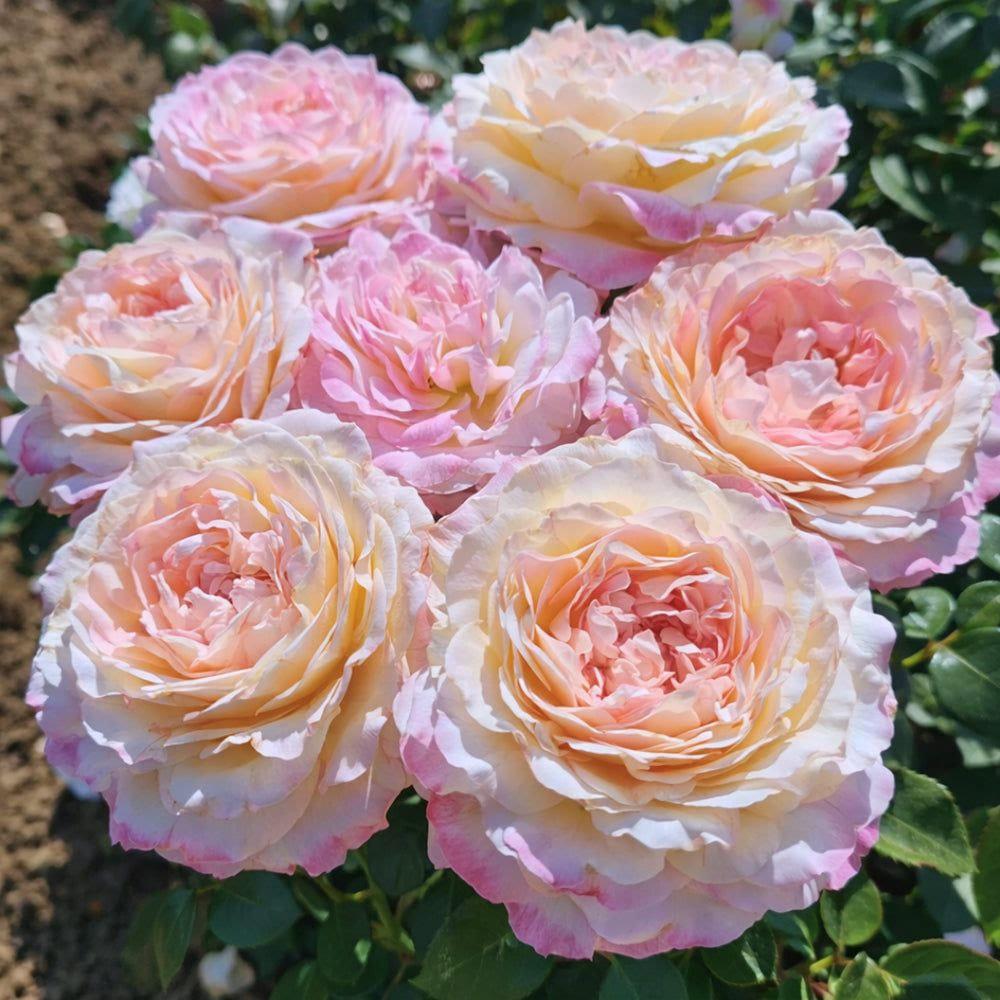 Matrimony rose plant from Rosestyle