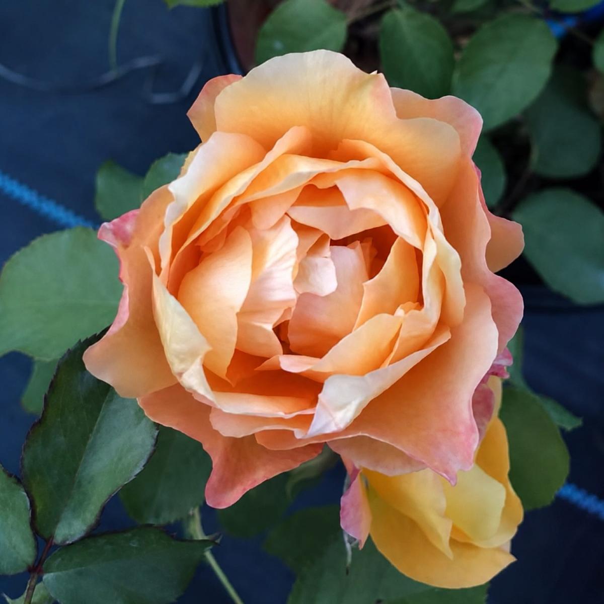 毛伊日出 Rosestyle 鲜活玫瑰植株
