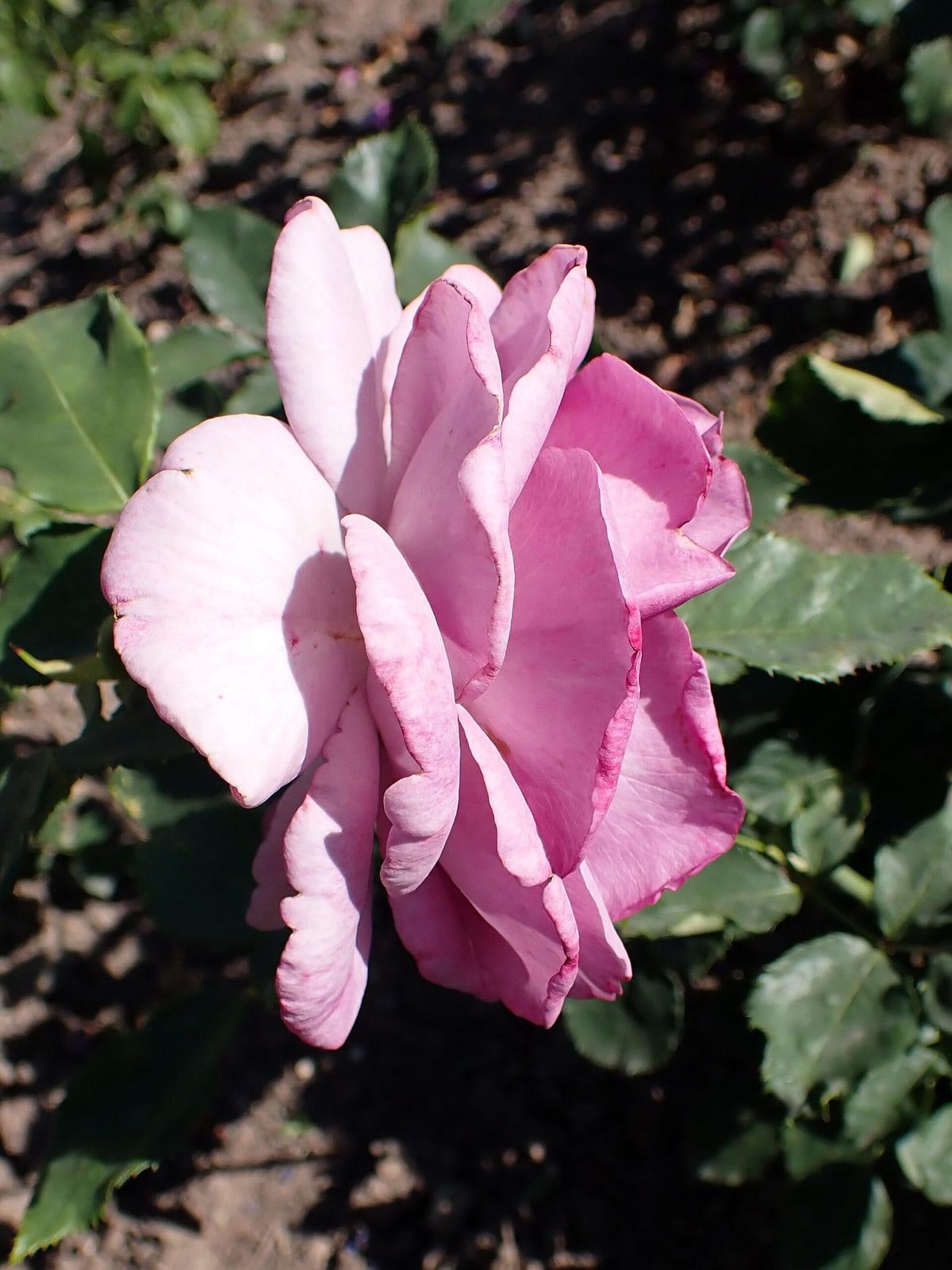 Melody Parfumée rose plant from Rosestyle