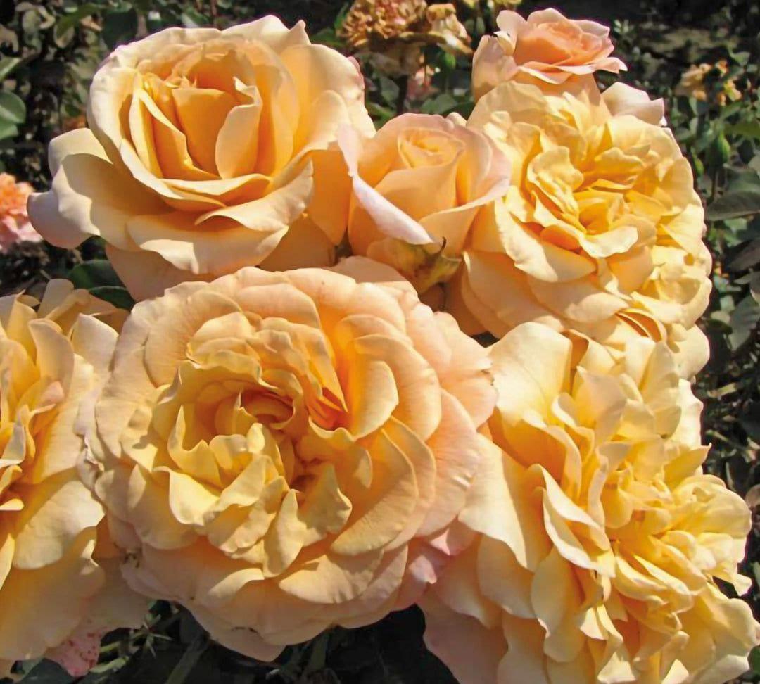 Morning Glow rose plant from Rosestyle