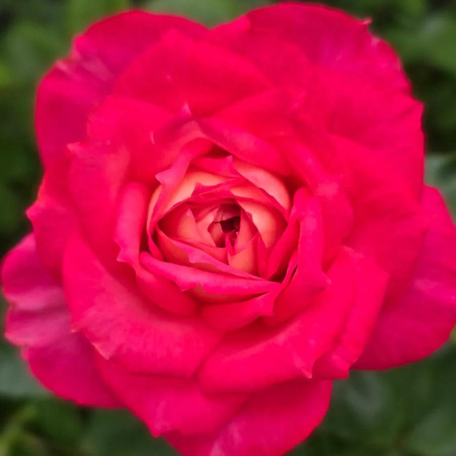 My Sweet Love rose plant from Rosestyle