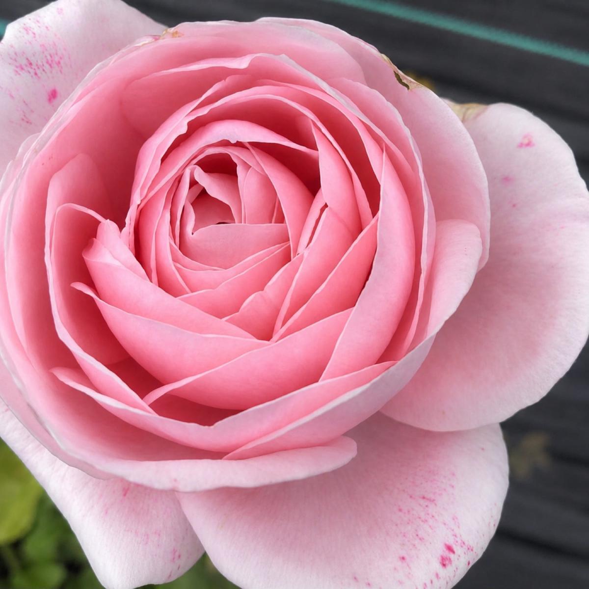 娜荷马 Rosestyle 鲜活玫瑰植株