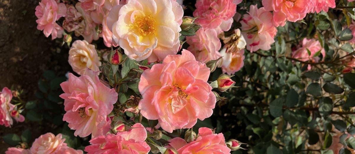 Niagara Blush rose plant from Rosestyle