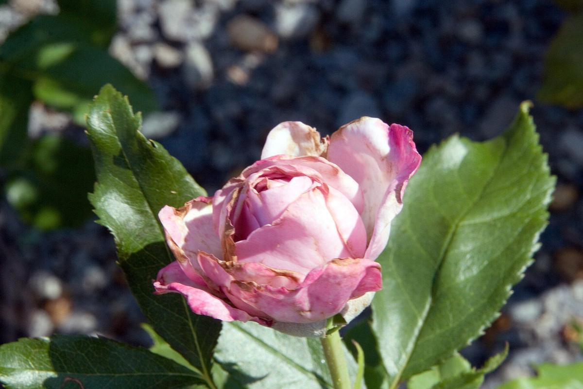 Nicole Carol Miller rose plant from Rosestyle
