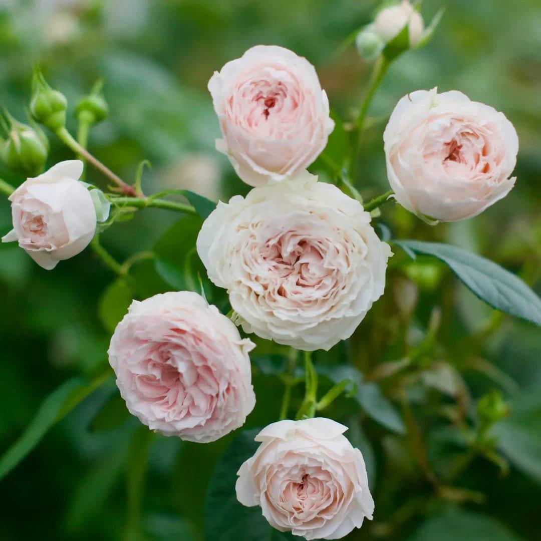Norine rose plant from Rosestyle