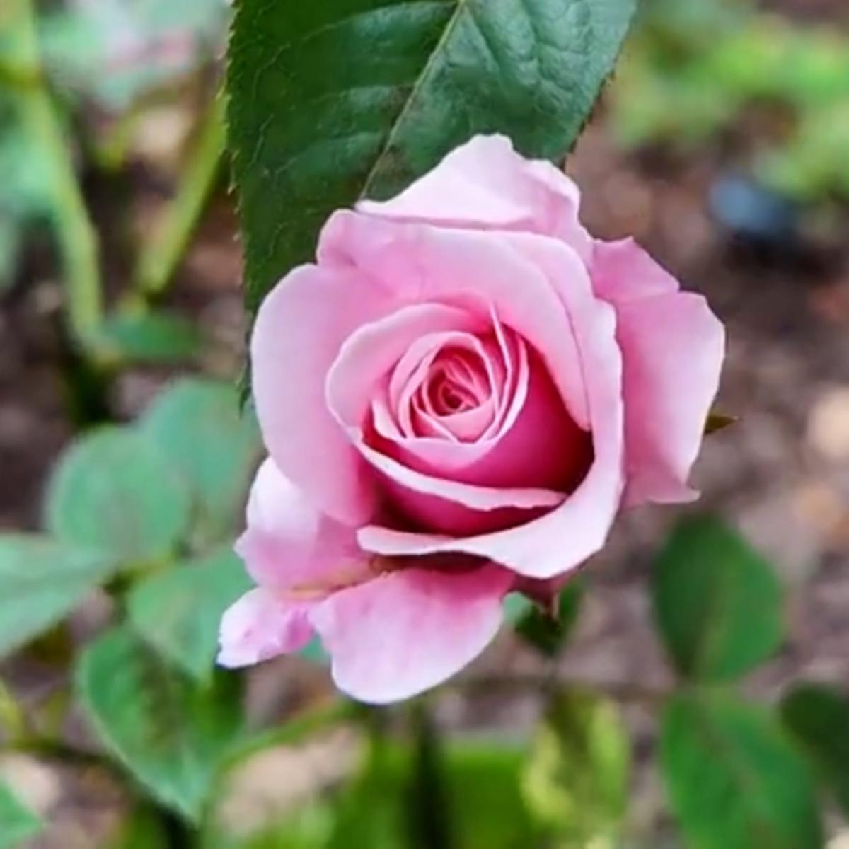 圣罗兰 Rosestyle 鲜活玫瑰植株