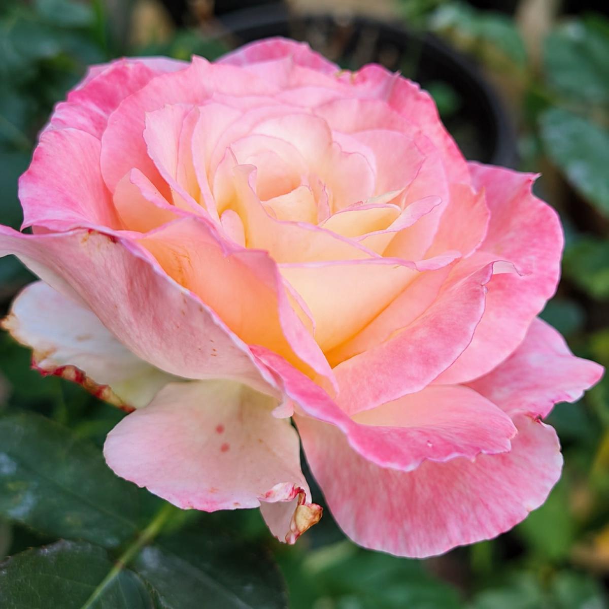 Perfume Delight rose plant from Rosestyle