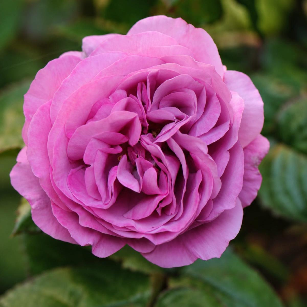 杏色完美 Rosestyle 鲜活玫瑰植株