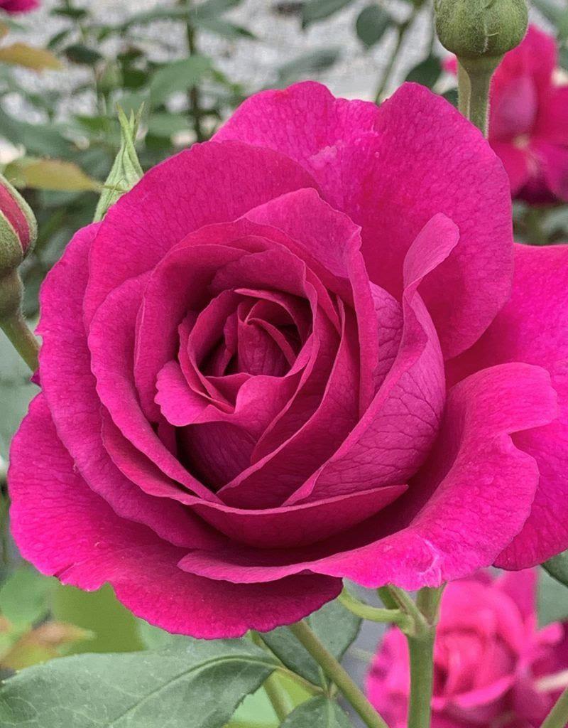 Purple Aura rose plant from Rosestyle