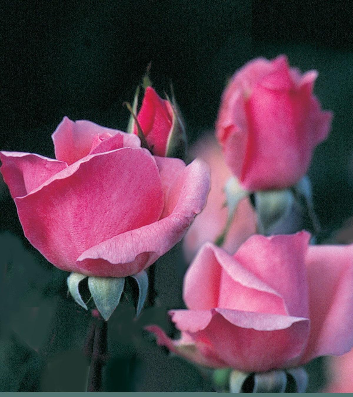 Queen Elizabeth rose plant from Rosestyle