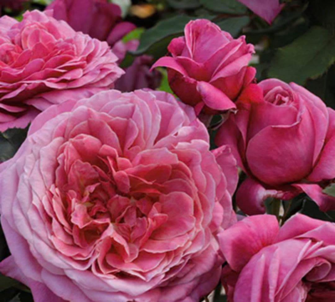 Queen of Elegance rose plant from Rosestyle