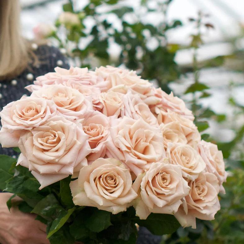 Quicksand rose plant from Rosestyle
