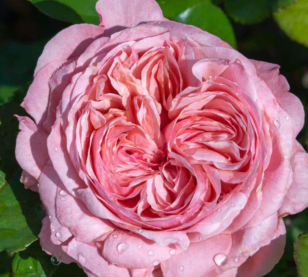 Romantica Ball Gown rose plant from Rosestyle