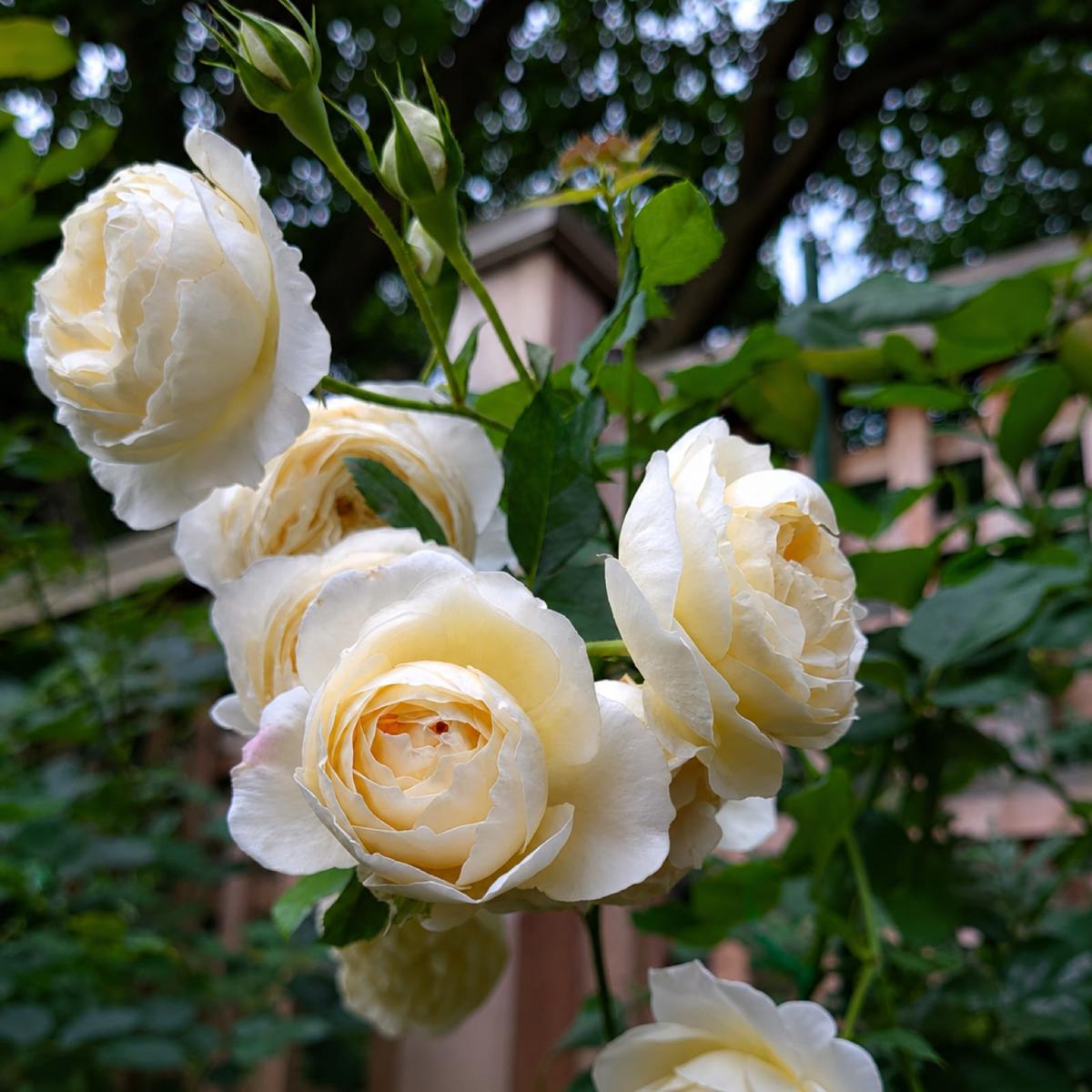 罗斯玛丽 Rosestyle 鲜活玫瑰植株