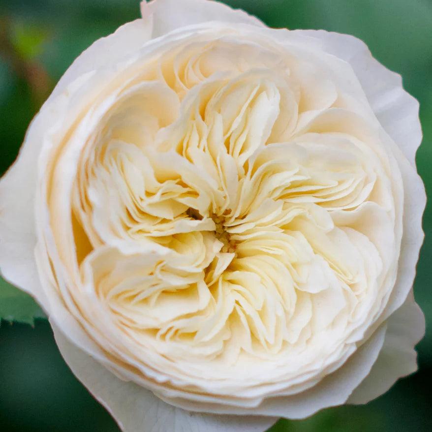Royal Park rose plant from Rosestyle
