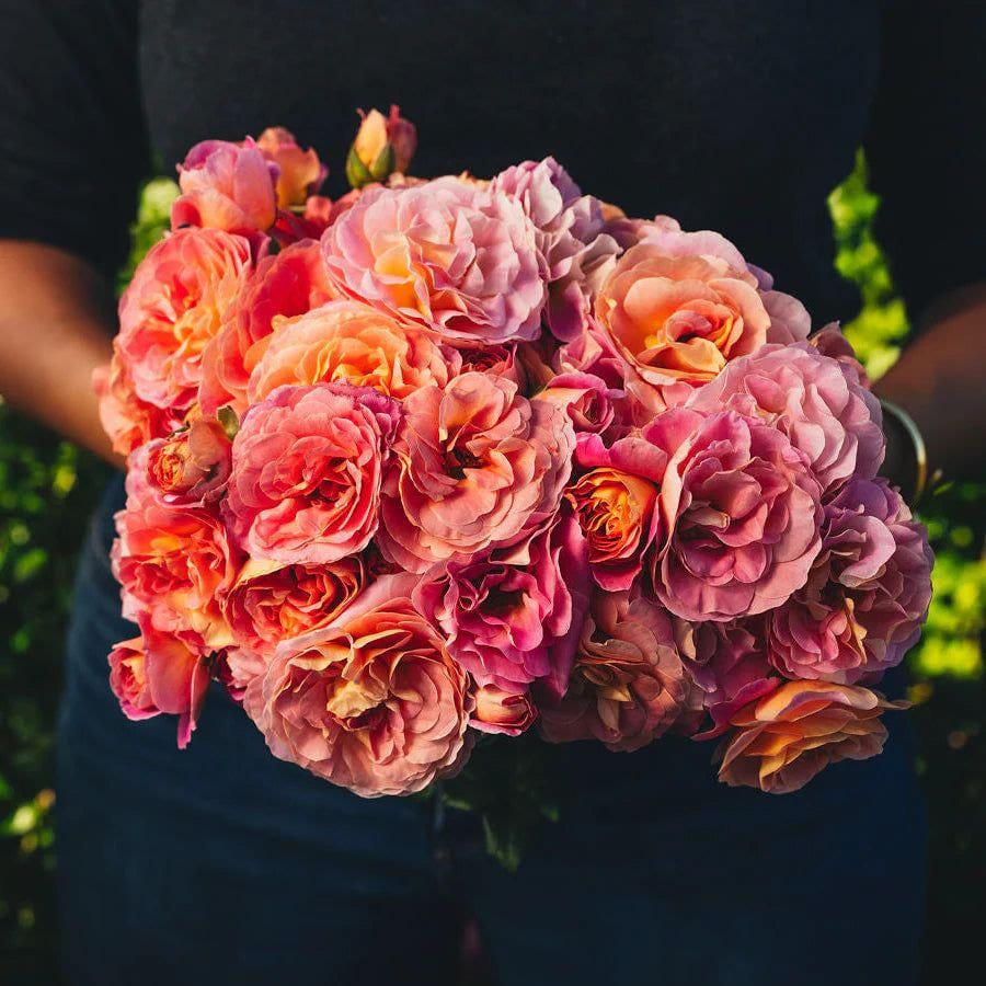 Shania Twain rose plant from Rosestyle