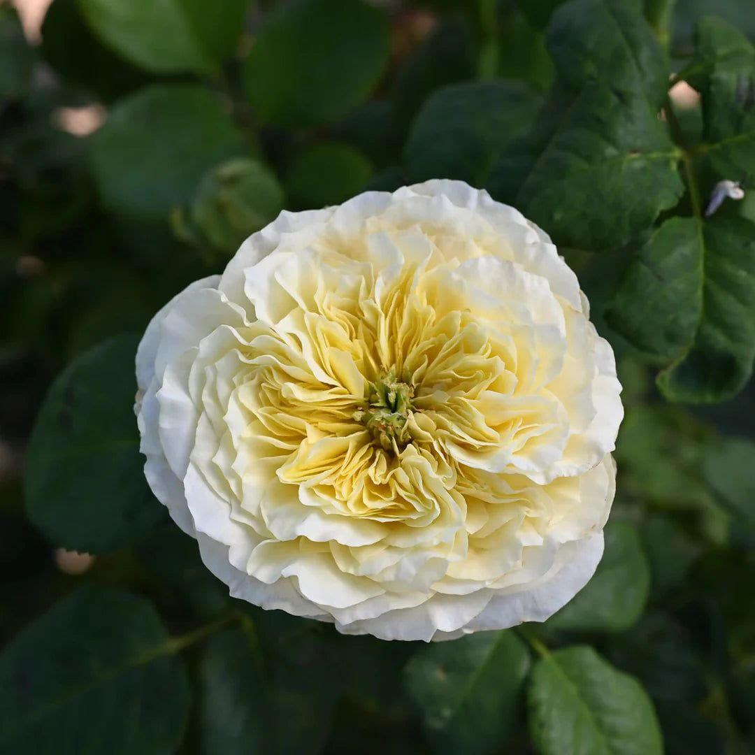 Solsbury Hill rose plant from Rosestyle