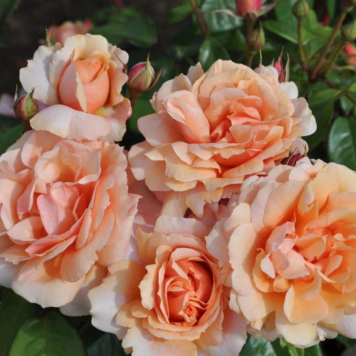 Soul Sister Sunbelt rose plant from Rosestyle