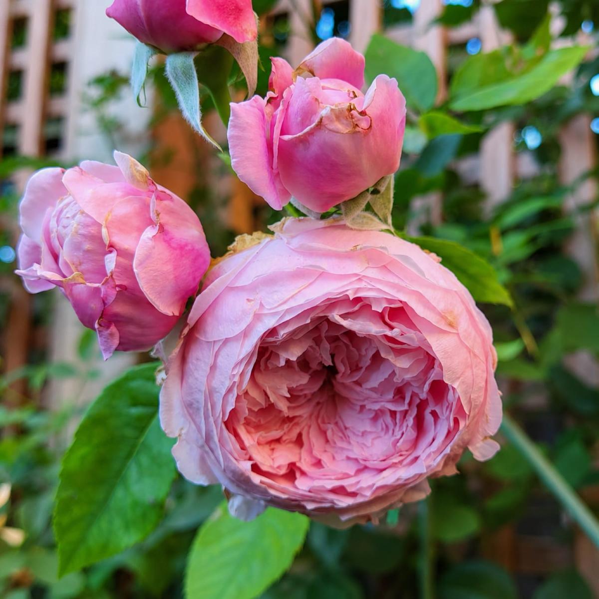 自由精神 Rosestyle 鲜活玫瑰植株