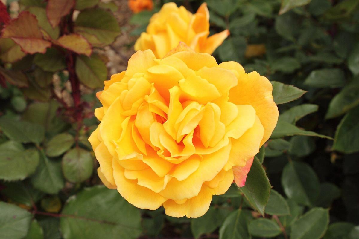 Strike It Rich rose plant from Rosestyle