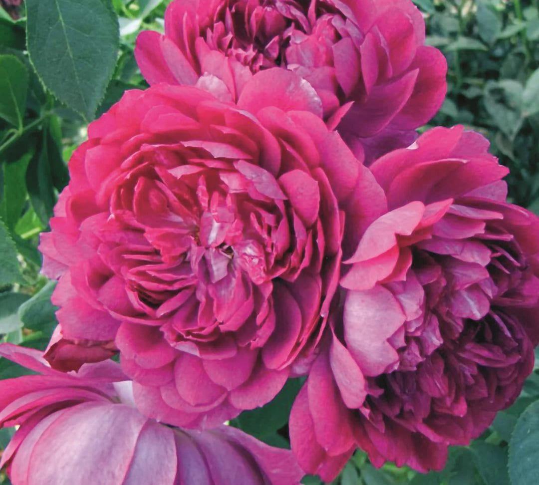 Sultry Night rose plant from Rosestyle
