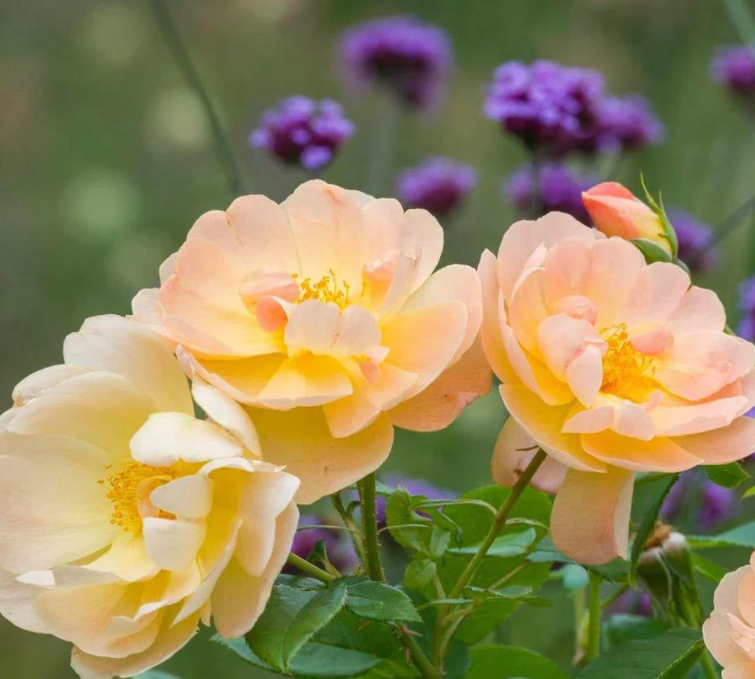 The Lark Ascending rose plant from Rosestyle