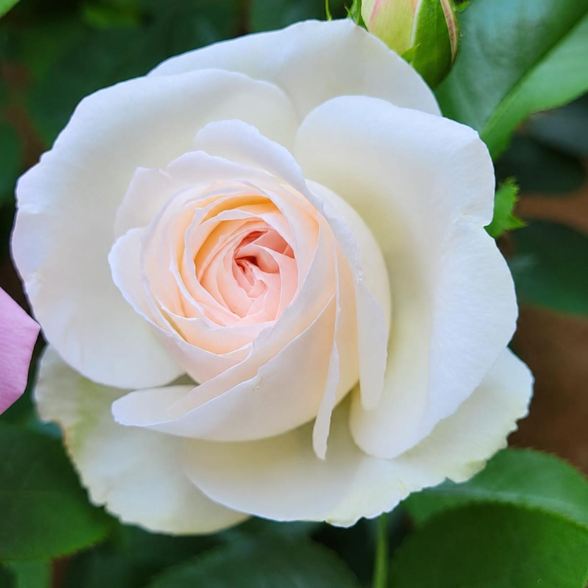 White Eden Climber rose plant from Rosestyle