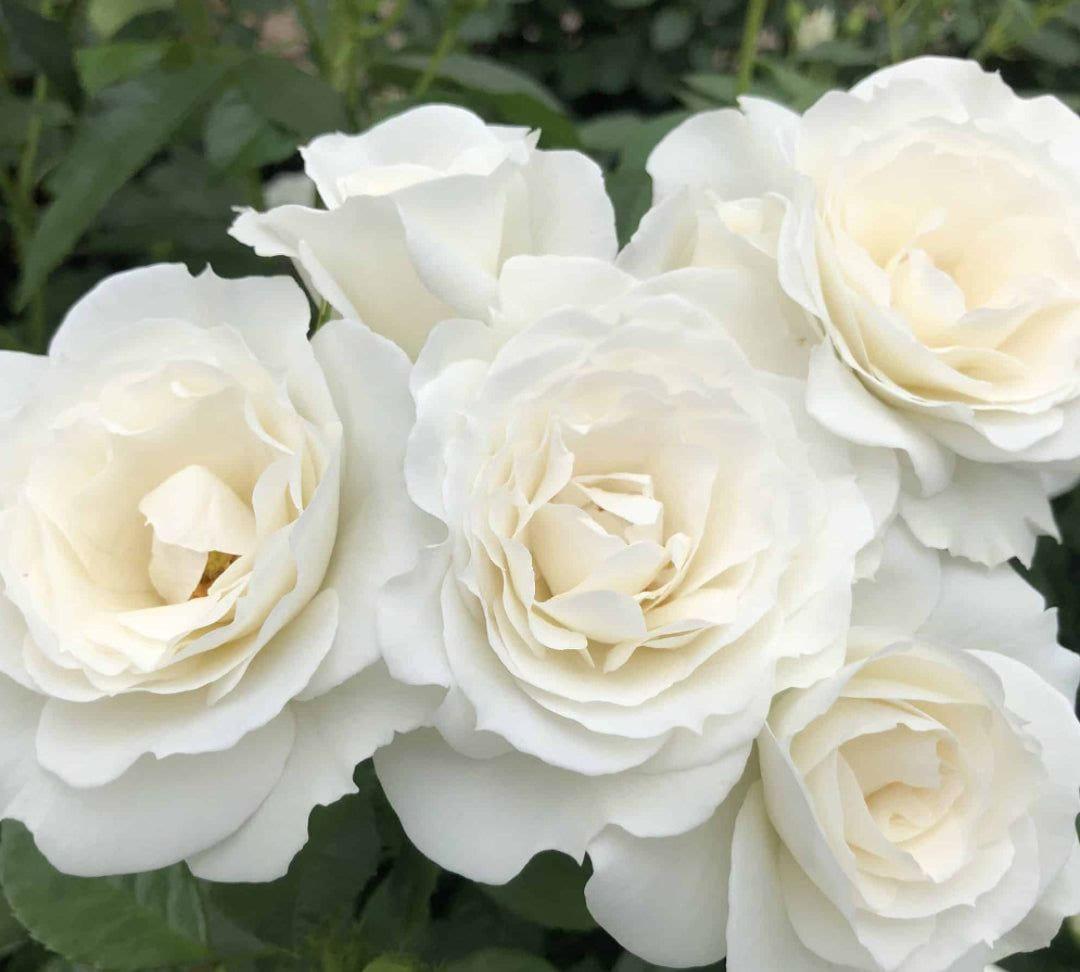 White Veranda rose plant from Rosestyle