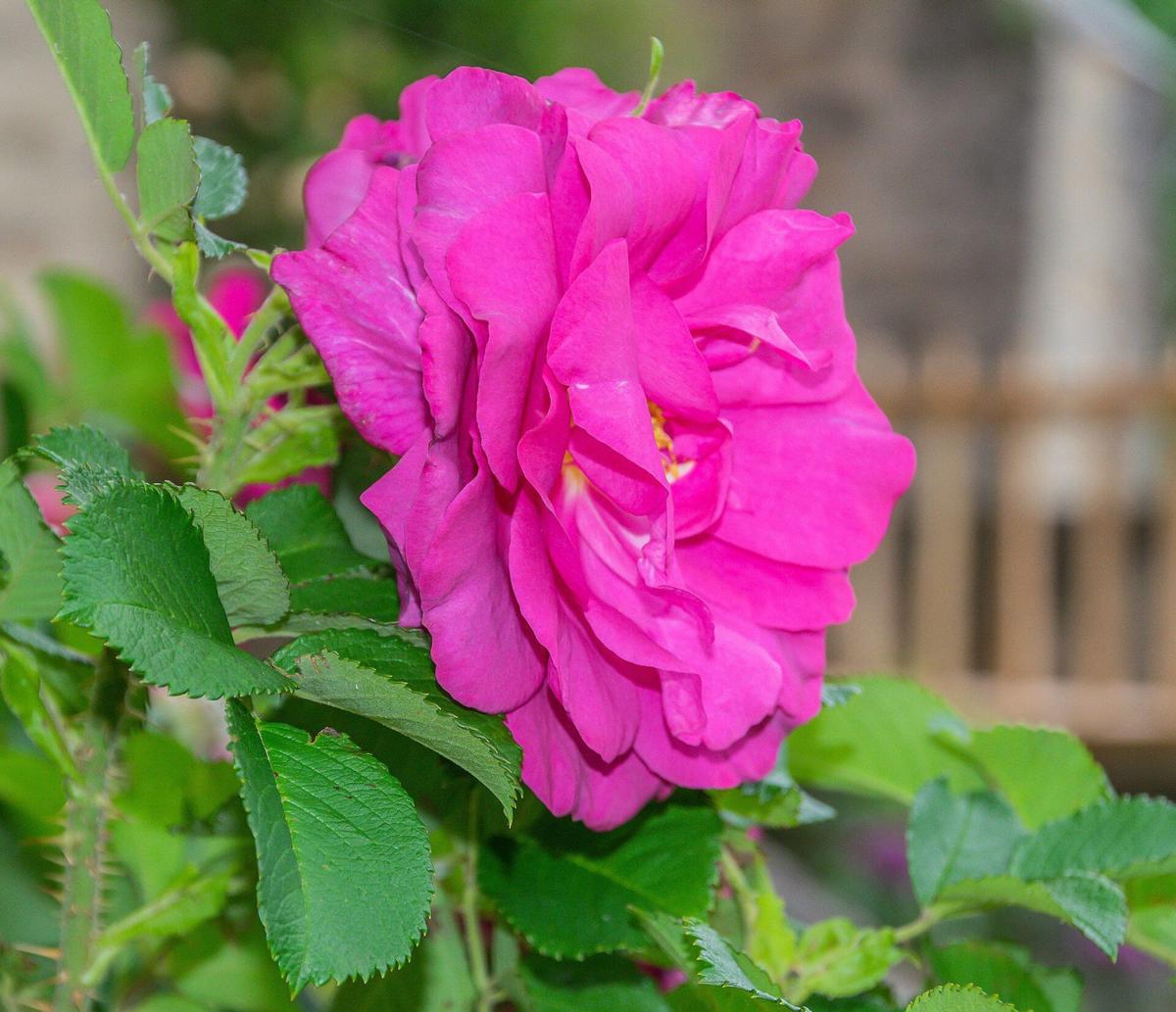 Wild Edric rose plant from Rosestyle