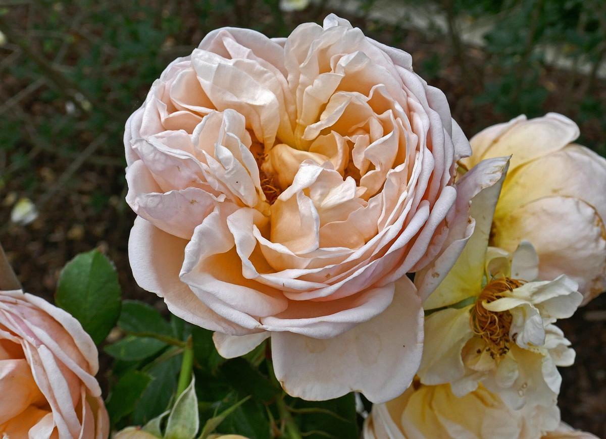 Wildeve rose plant from Rosestyle