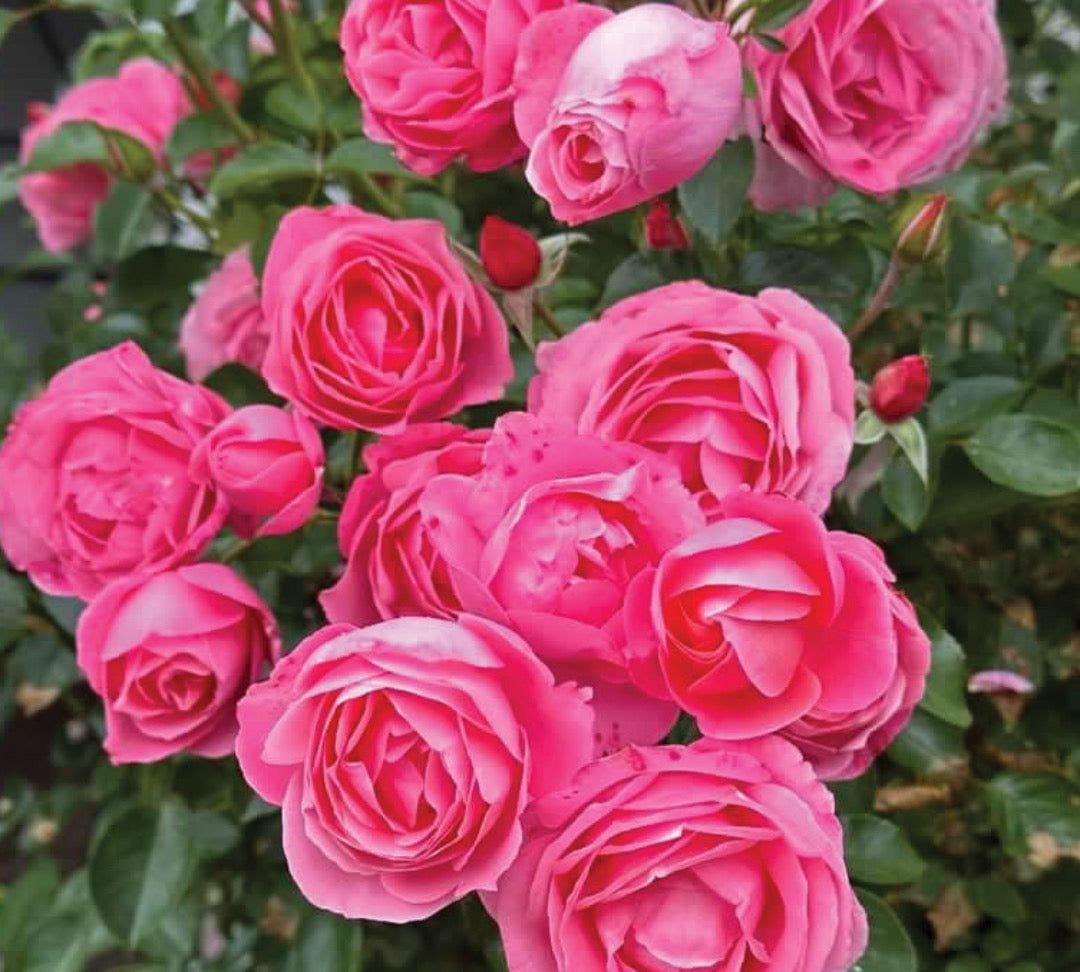 William P.J. McCarthy Rosestyle 鲜活玫瑰植株
