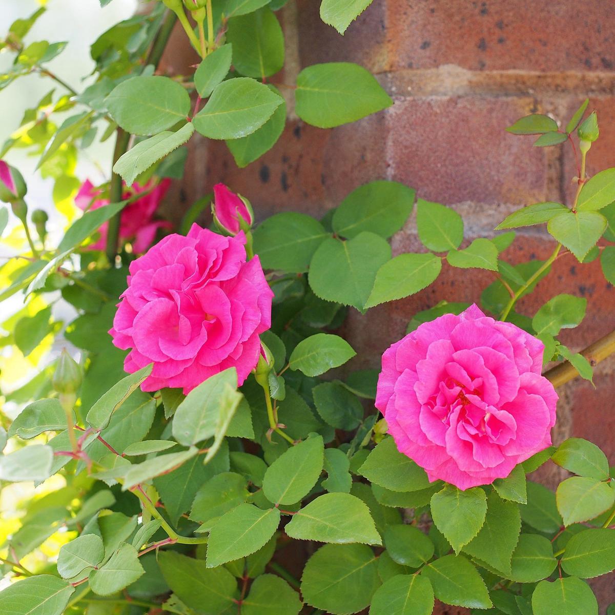 Zephirine Drouhin rose plant from Rosestyle