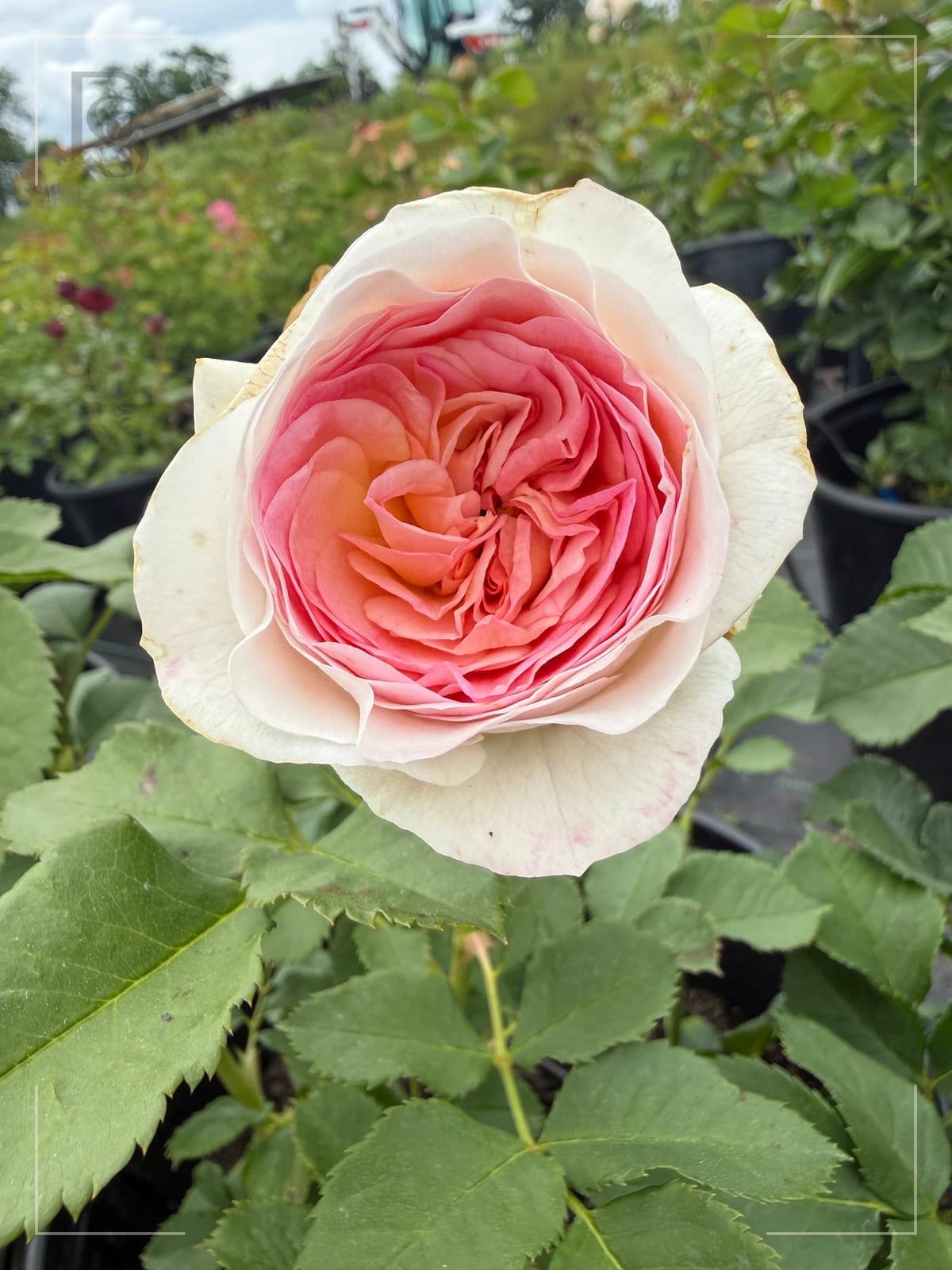 Ja’dore rose plant from Rosestyle