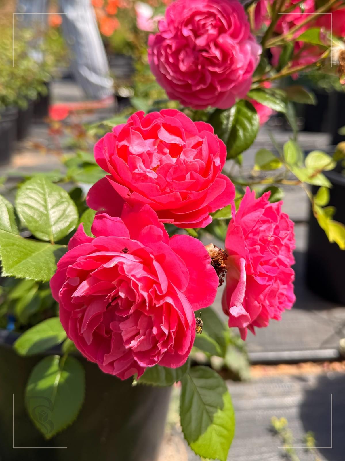 Abraham Darby rose