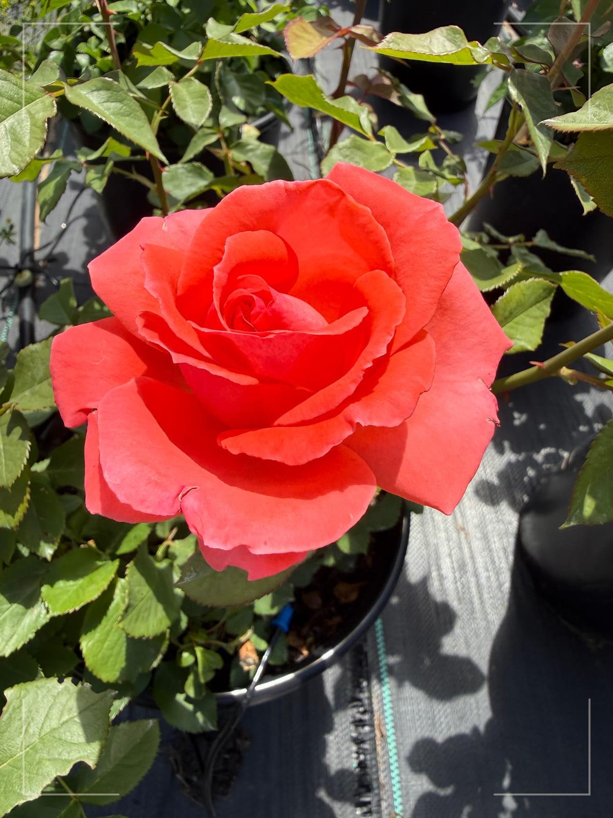 America rose plant from Rosestyle