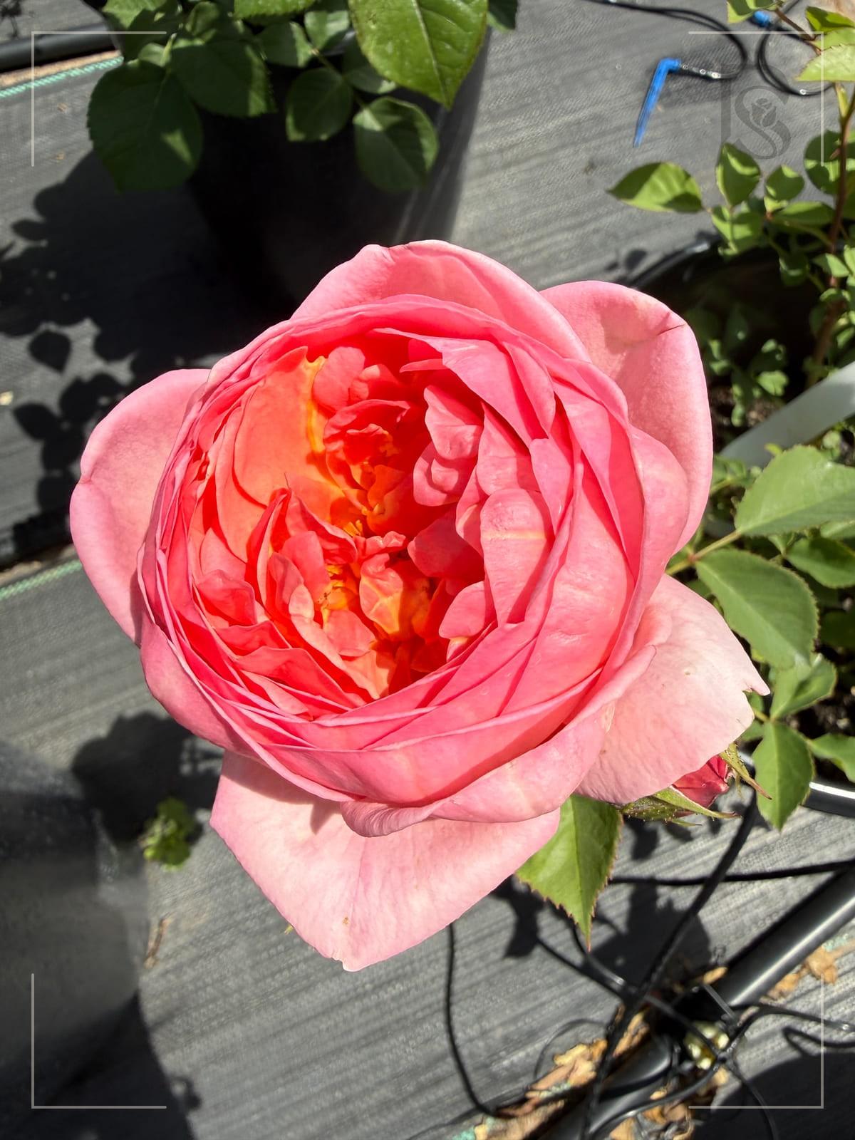 Avonlea home rose plant from Rosestyle