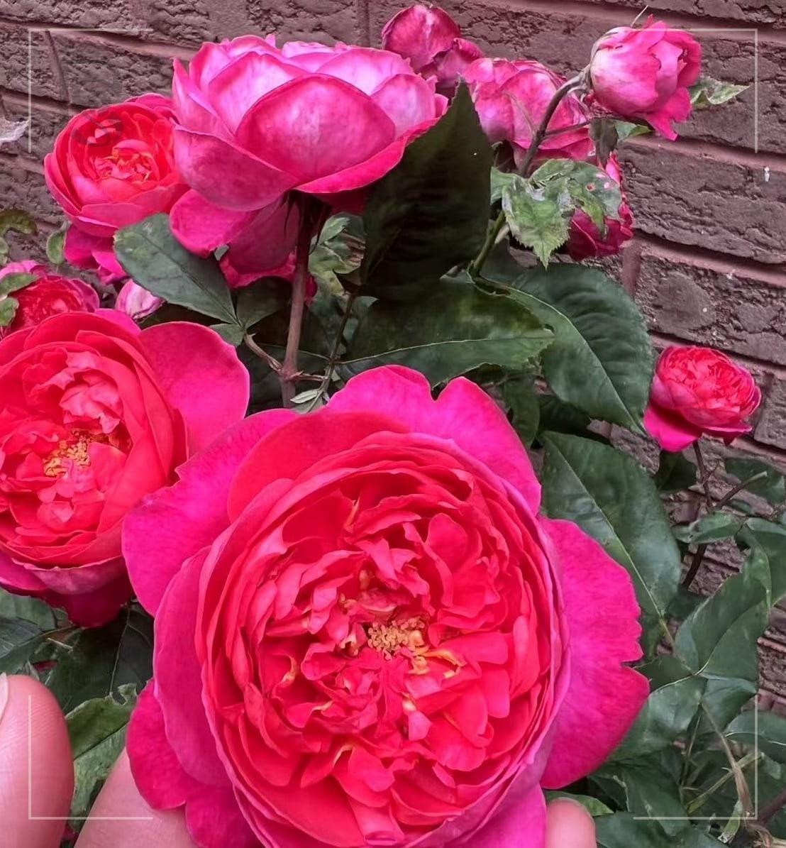本杰明 布里顿 Rosestyle 鲜活玫瑰植株