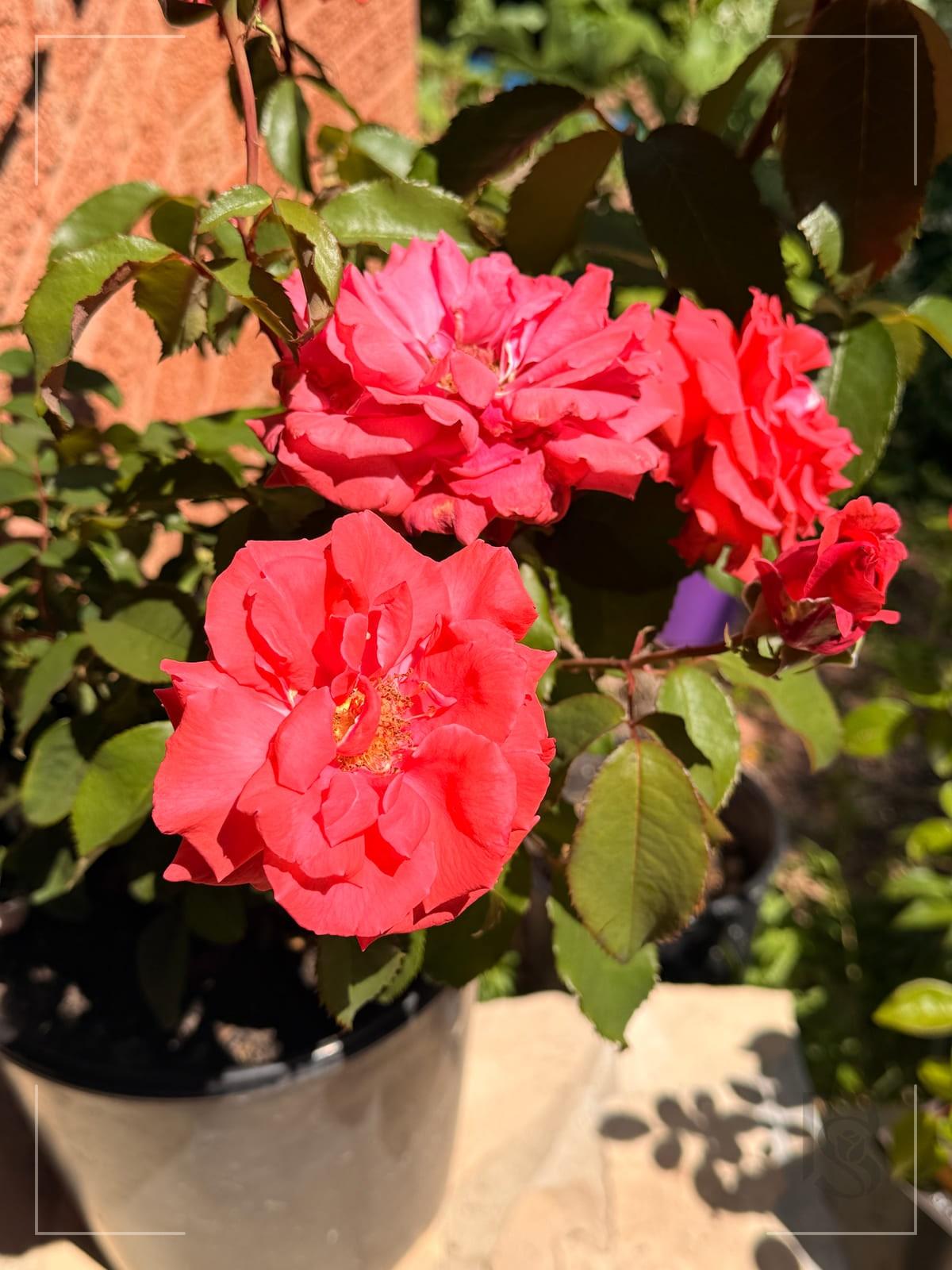 Black Magic rose plant from Rosestyle