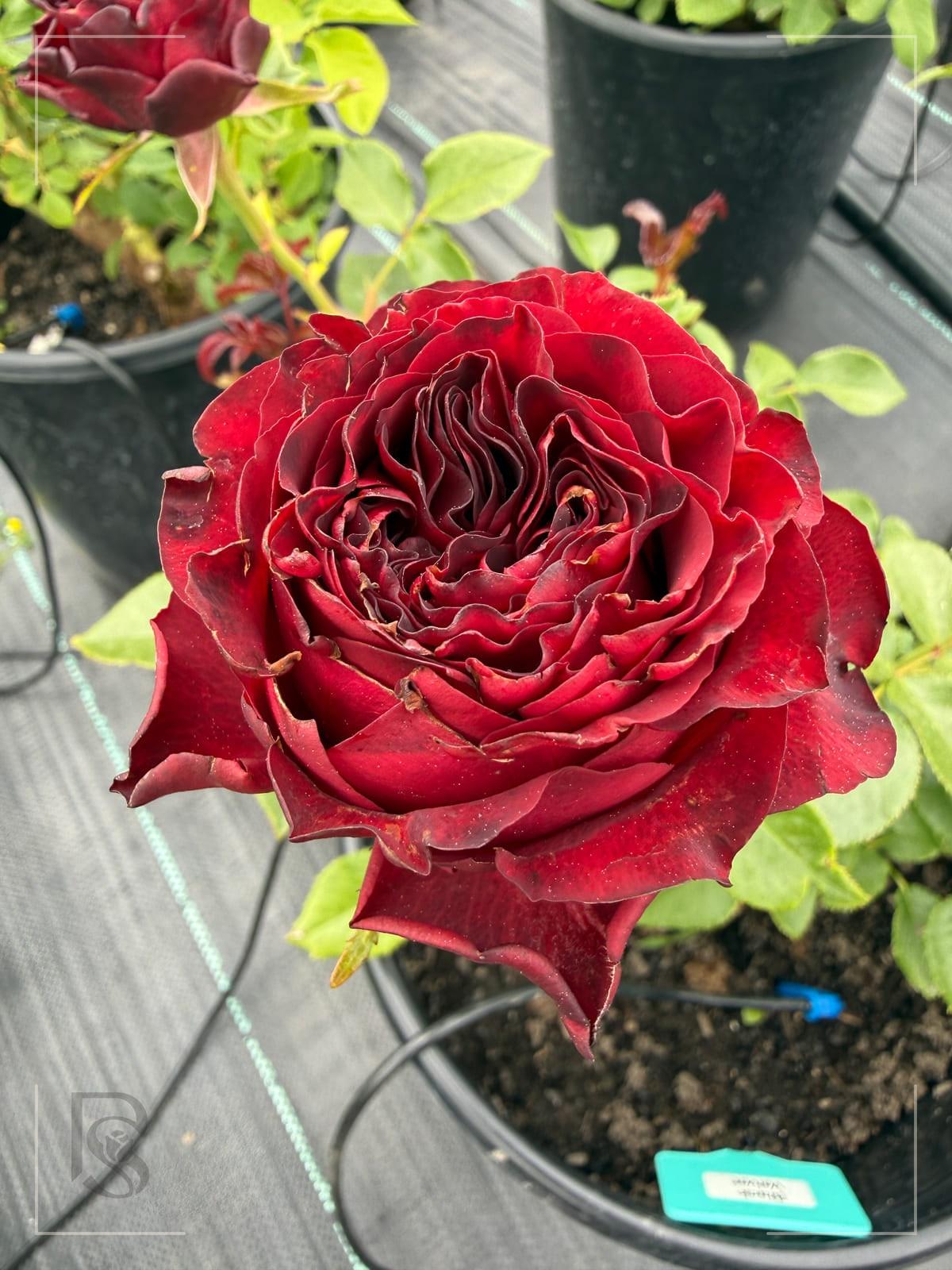 Black Velvet rose plant from Rosestyle