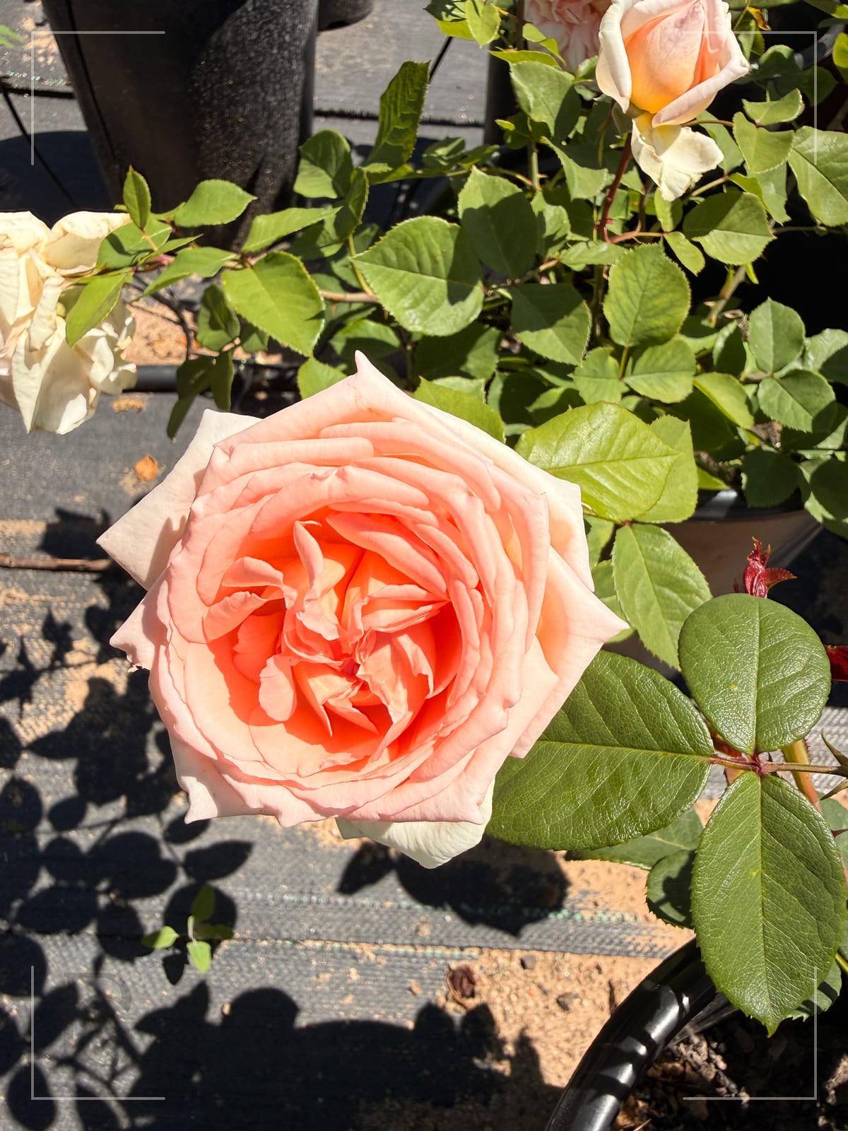 Bliss Parfuma rose plant from Rosestyle