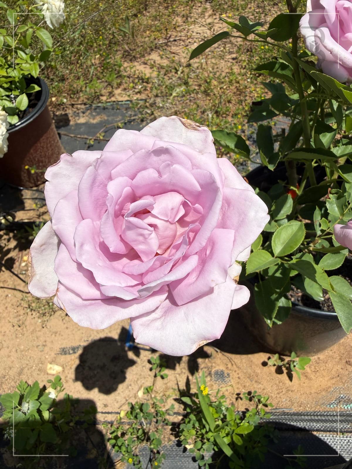 Blue Girl rose plant from Rosestyle