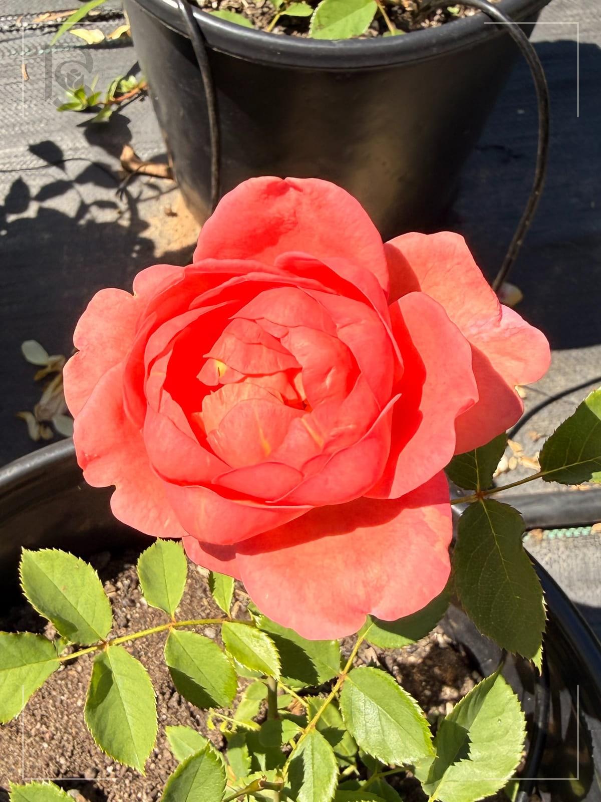 Boscobel rose plant from Rosestyle